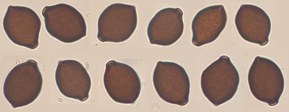 Panaeolus papilionaceus